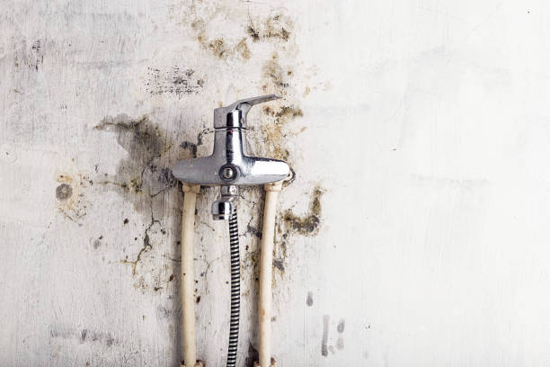 Best Commercial Mold Remediation in Patterson, CA