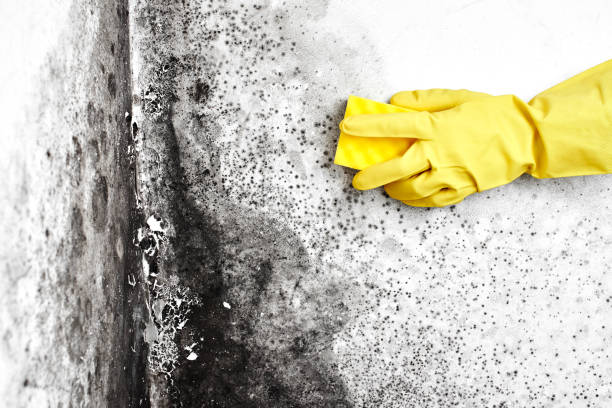 Trusted Patterson, CA Mold Remediation Experts