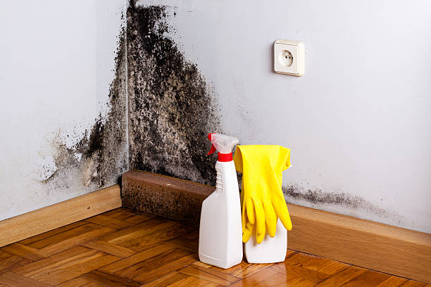 Best Kitchen Mold Remediation in Patterson, CA